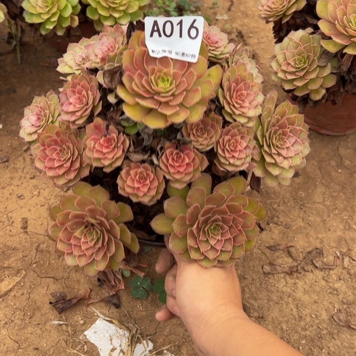 红魔多肉植物016.