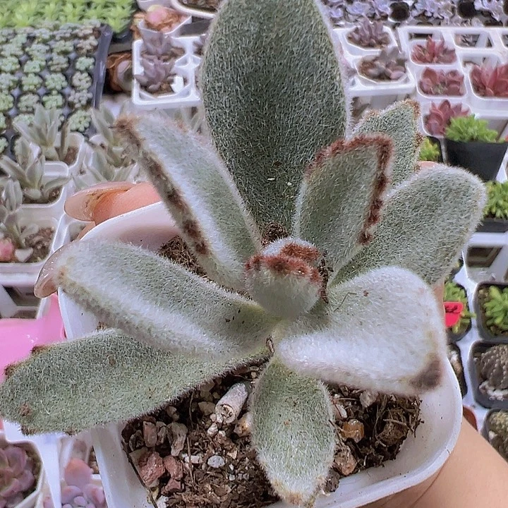 白兔子19包邮多肉植物