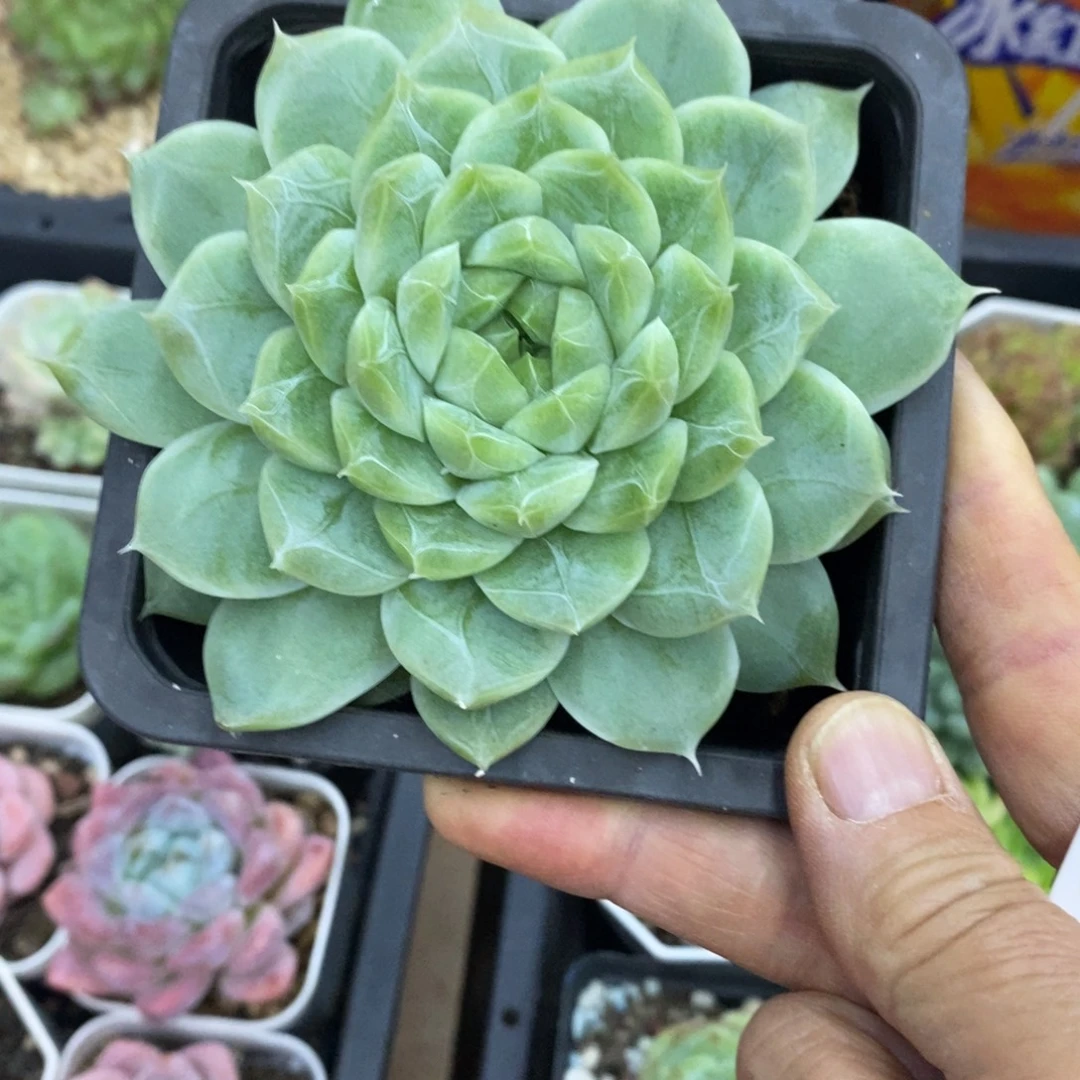 精品多肉一物一拍不包整75