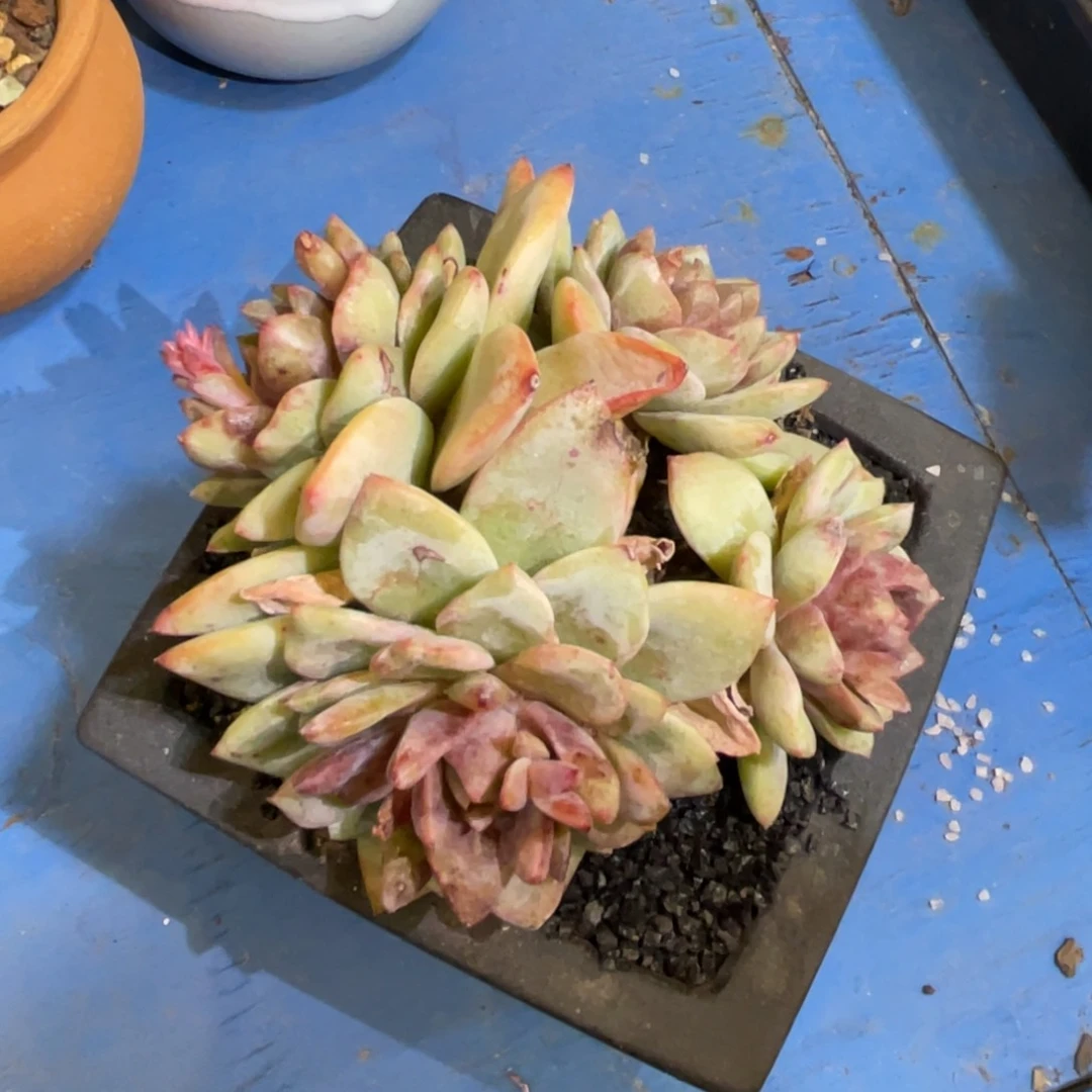 多肉植物盆栽多肉