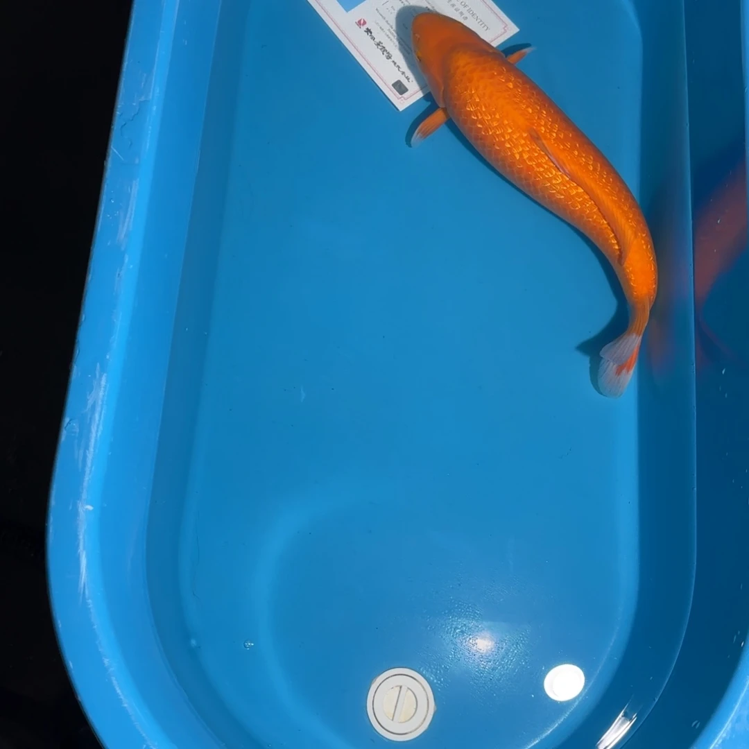 海水鱼顺丰运费多退少补