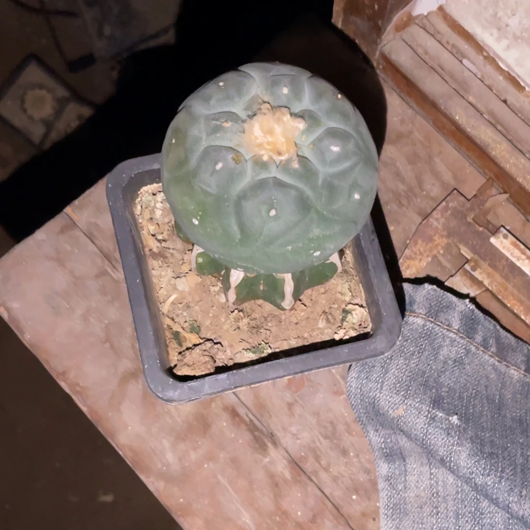 缈***缈全部花朵仙人球开花 海鲜 仙人球
