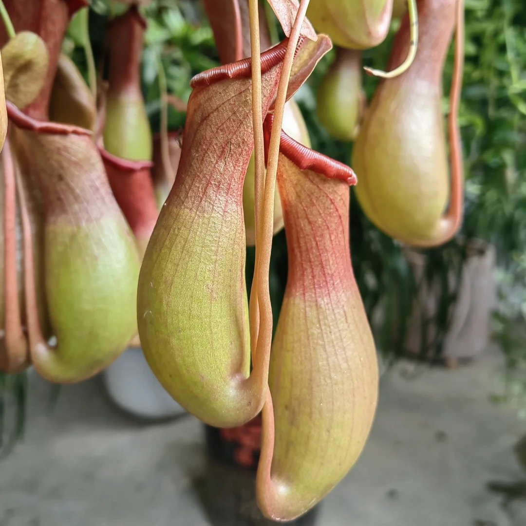 猪笼草盆栽植物家居C位绿植耐热喜潮湿环境室内外易养护