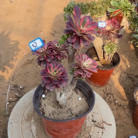 嫁接法师一物一拍