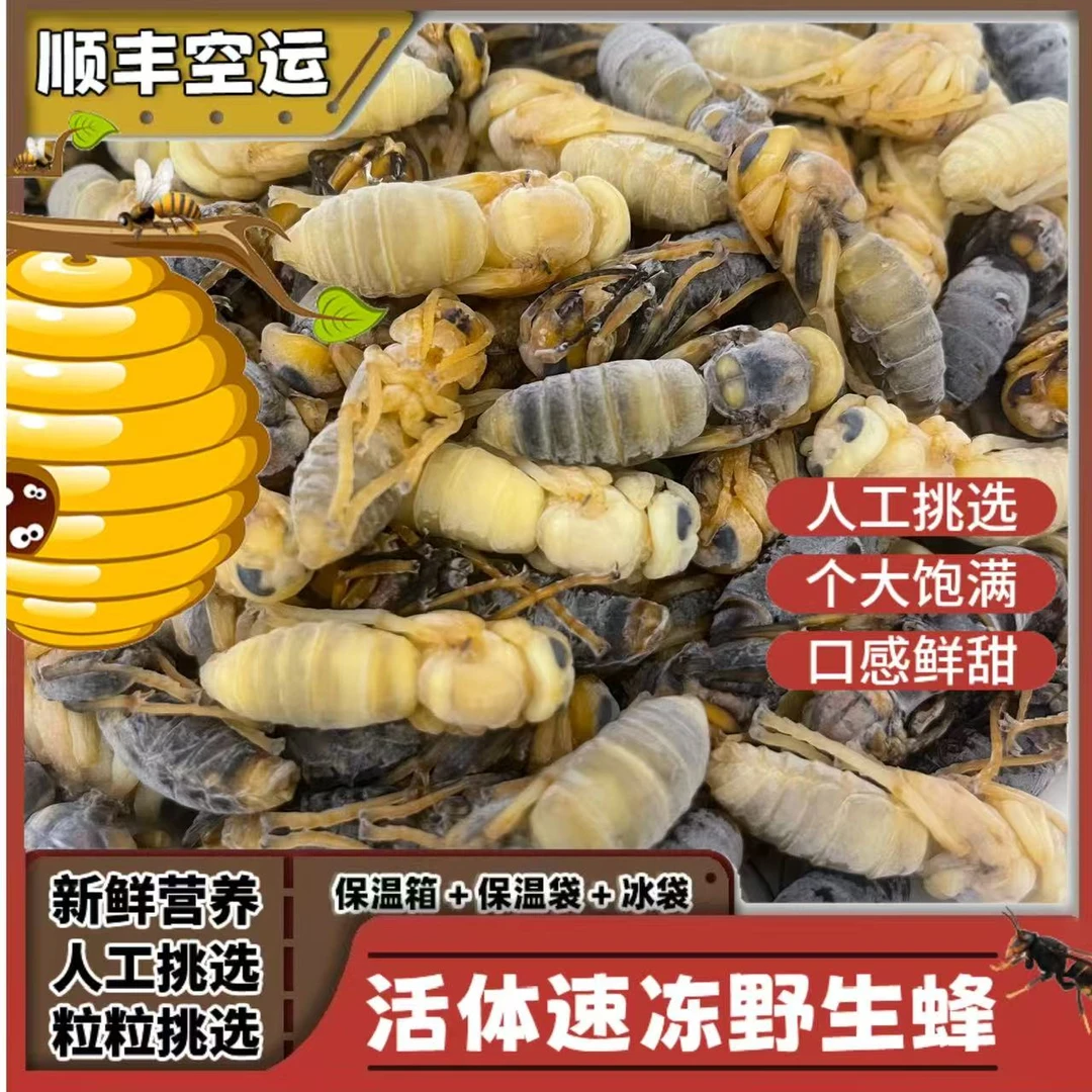 虎头蜂地蜂冰冻四级蜂蛹大四级