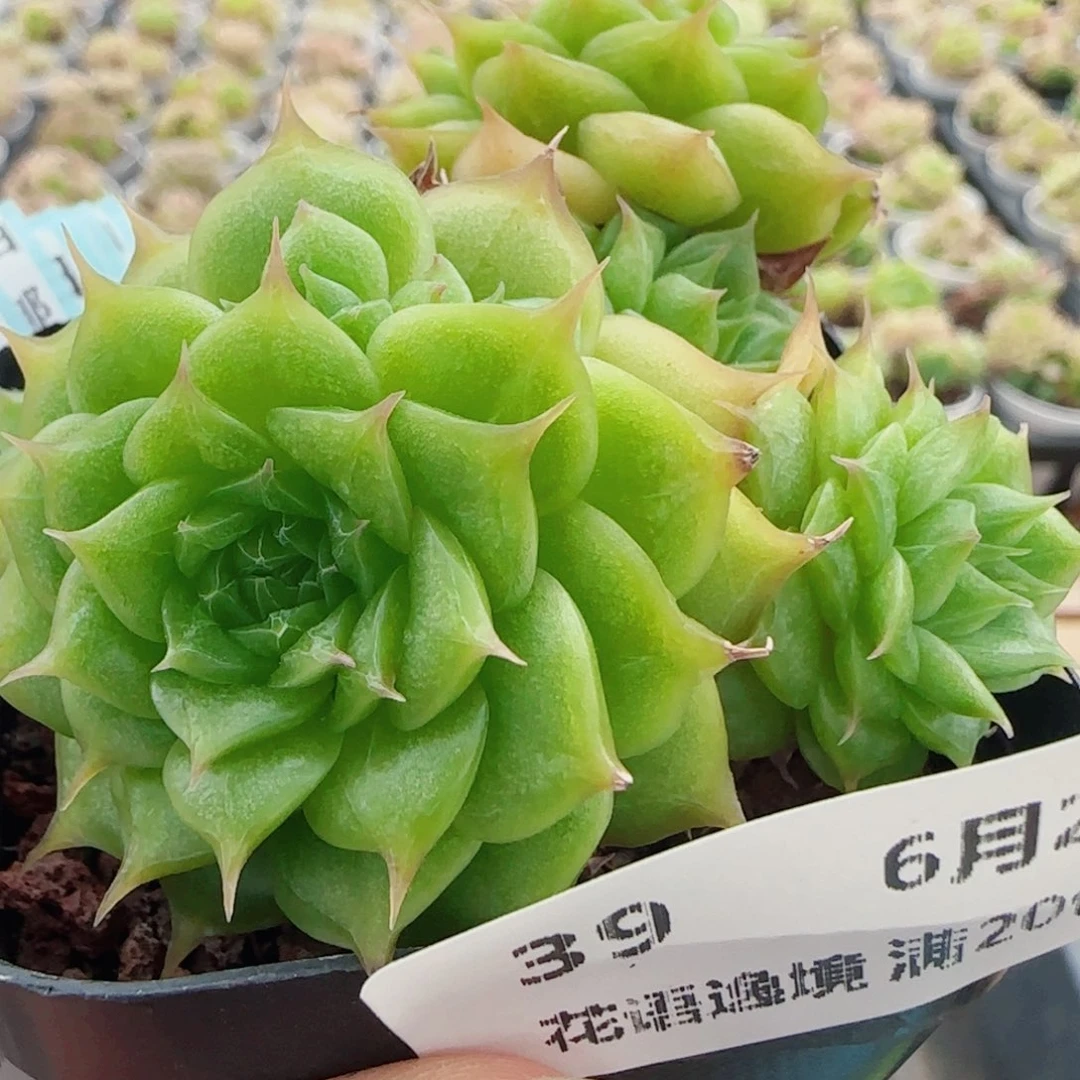 花语逸镜0621-39散