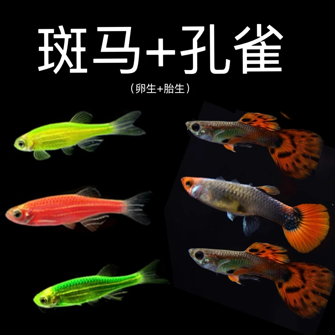 30条包邮新手套餐斑马孔雀鱼灯科鱼淡水新手练手好养小鱼观赏鱼