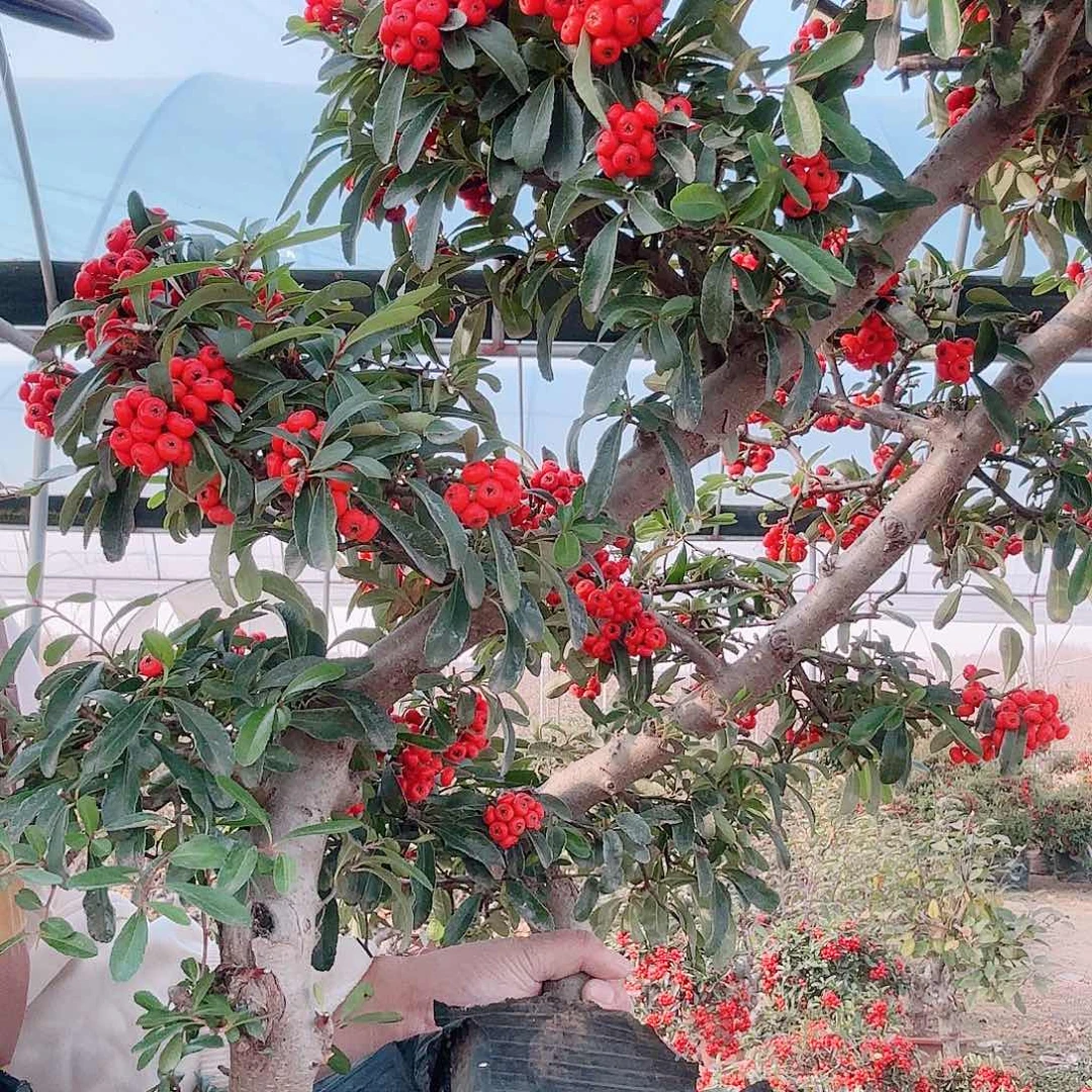 用***2无花朵火棘吉祥果