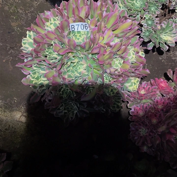 多肉法师706号白凤大号发货不包损