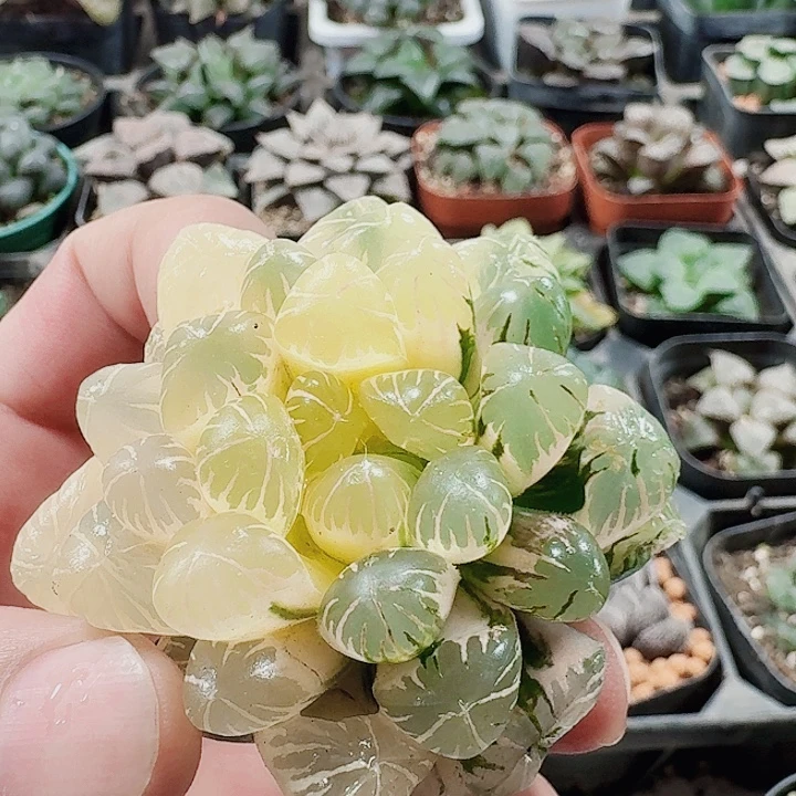 小***枣十二卷 福利福利裸根