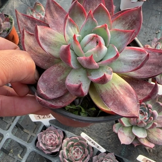 145惊鸿多肉植物多