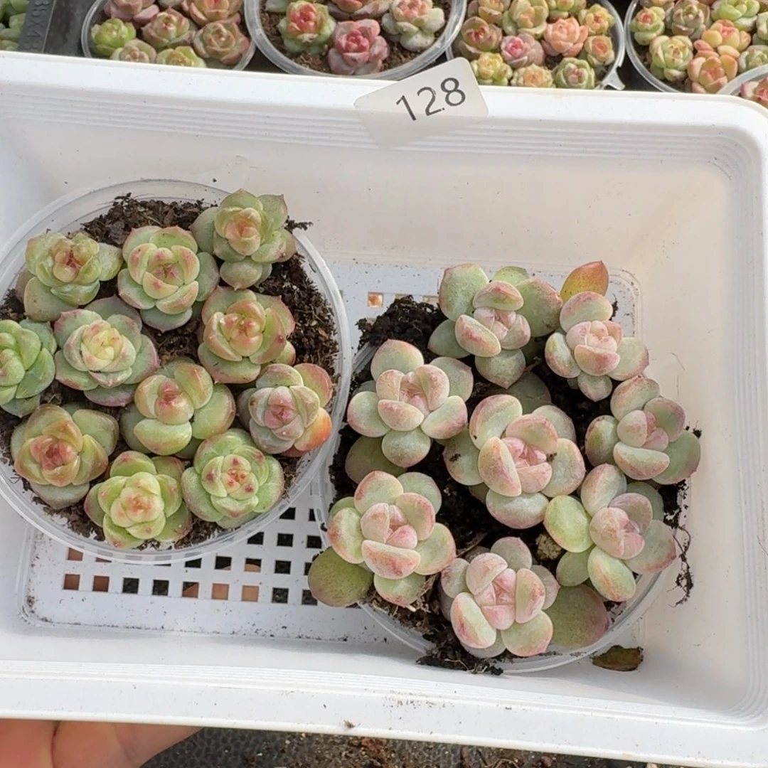 一物一拍一物一拍1030-128