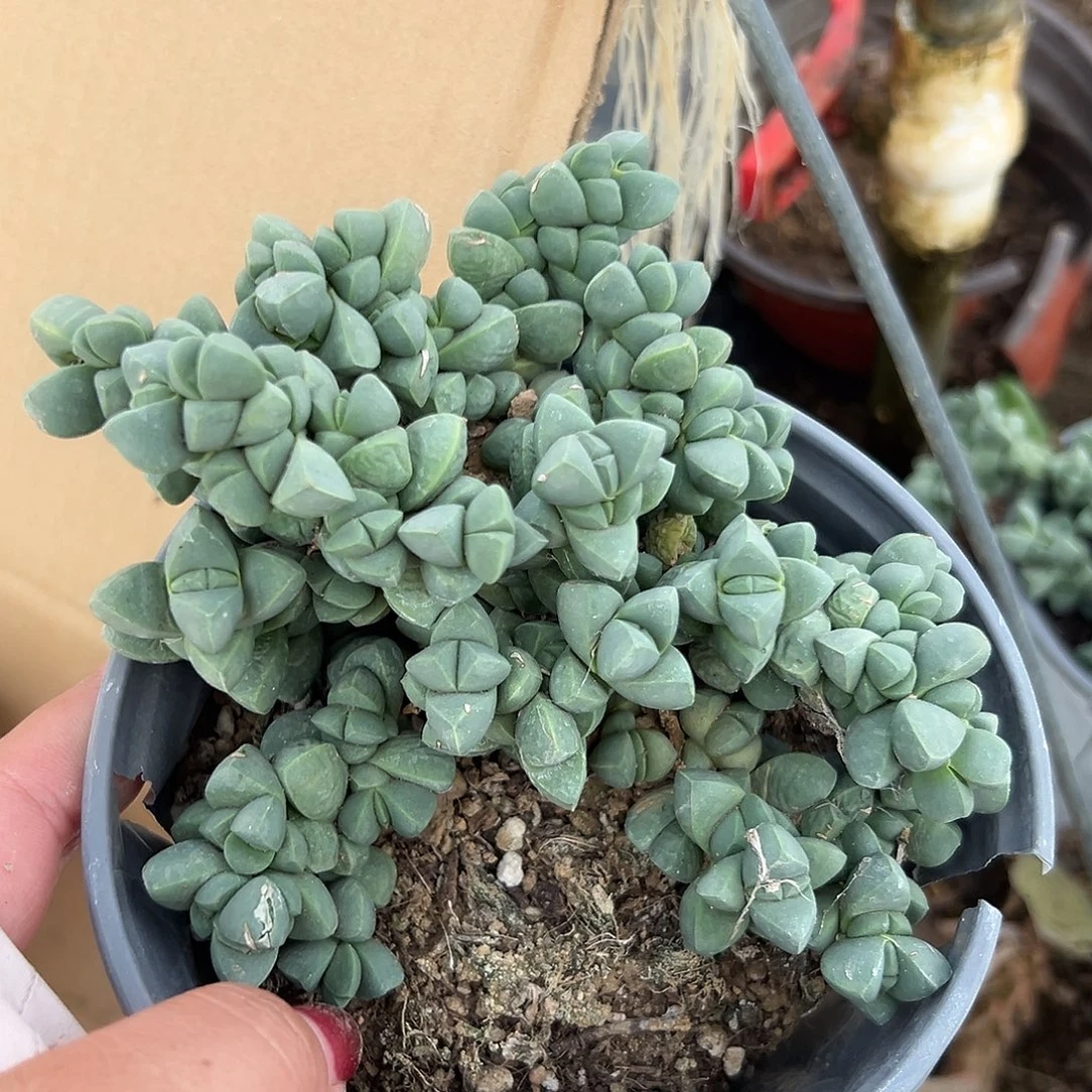 多肉植物福利鹿角