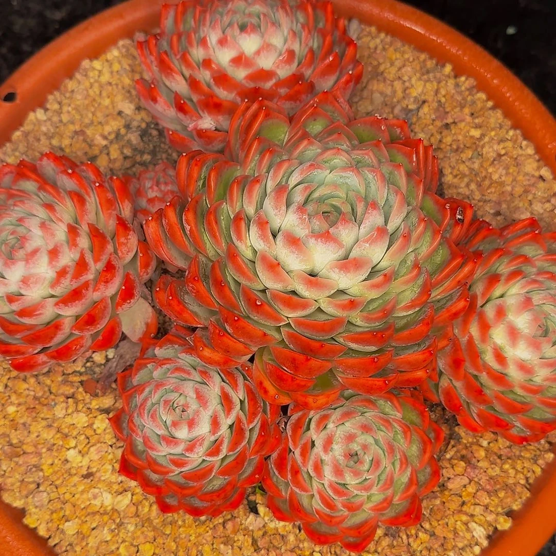 完全开放多肉11111111111111111