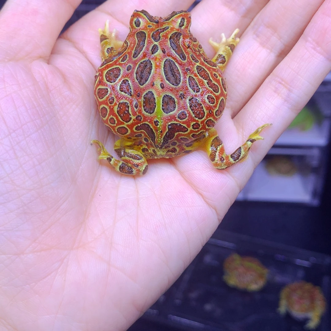 角蛙微瑕蒙眼台钟全红角蛙