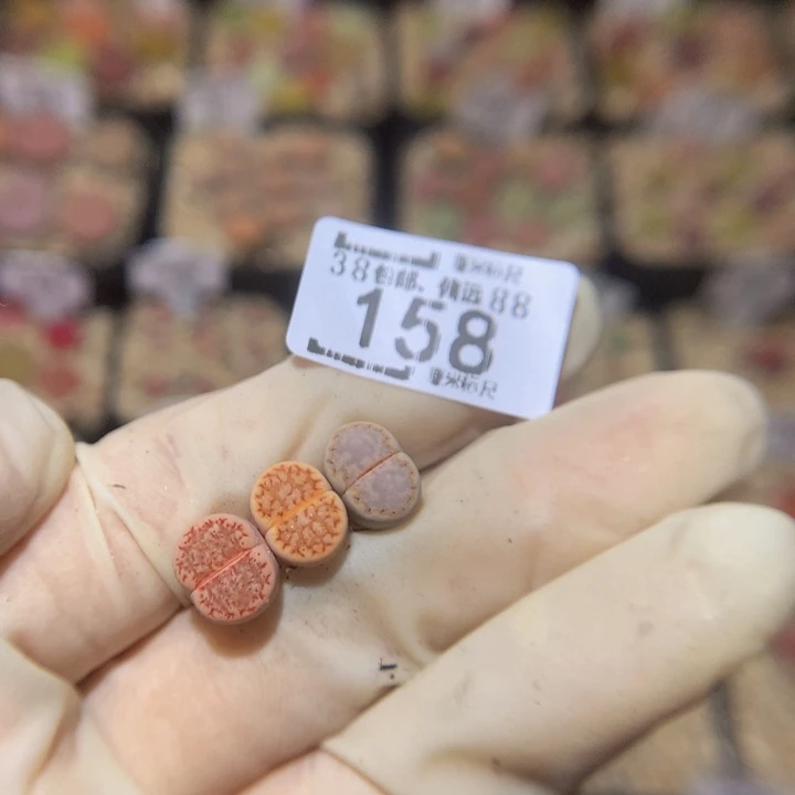 小*乖Ssss精品生石花158