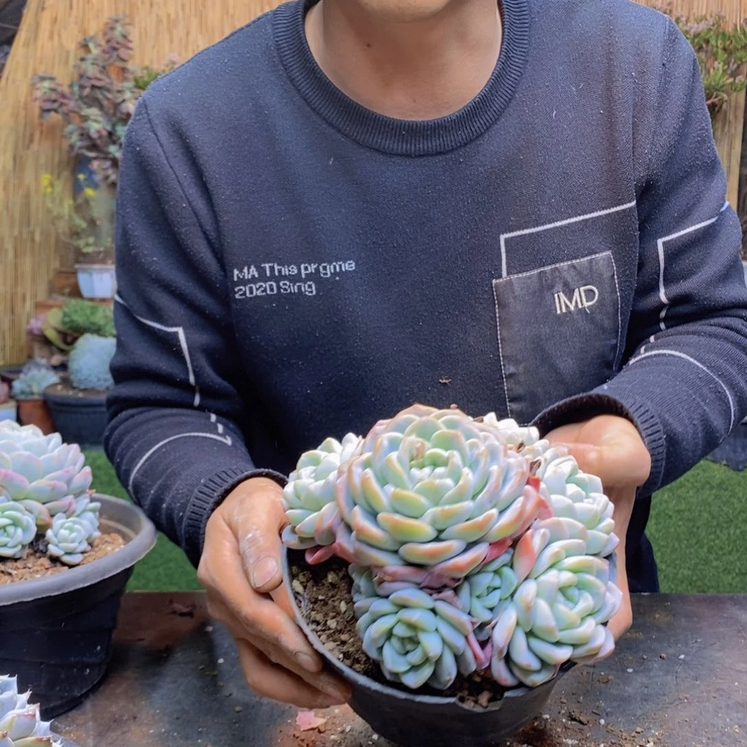 浅***影A88号冰玉手捧