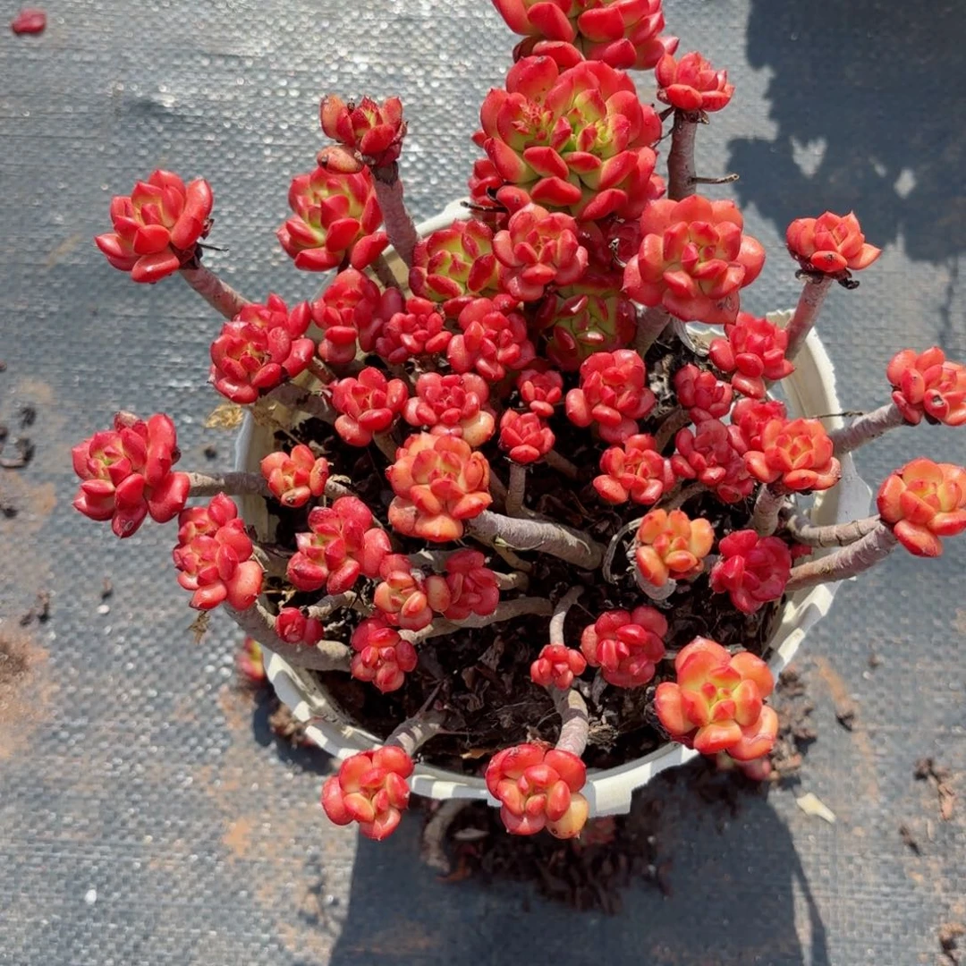 晴*红灯笼19-11。