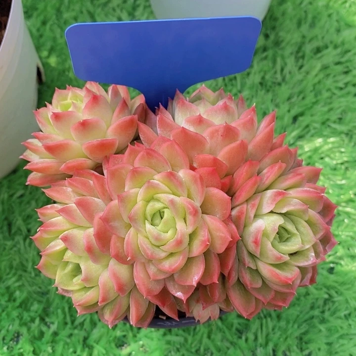 多肉植物，开心多肉