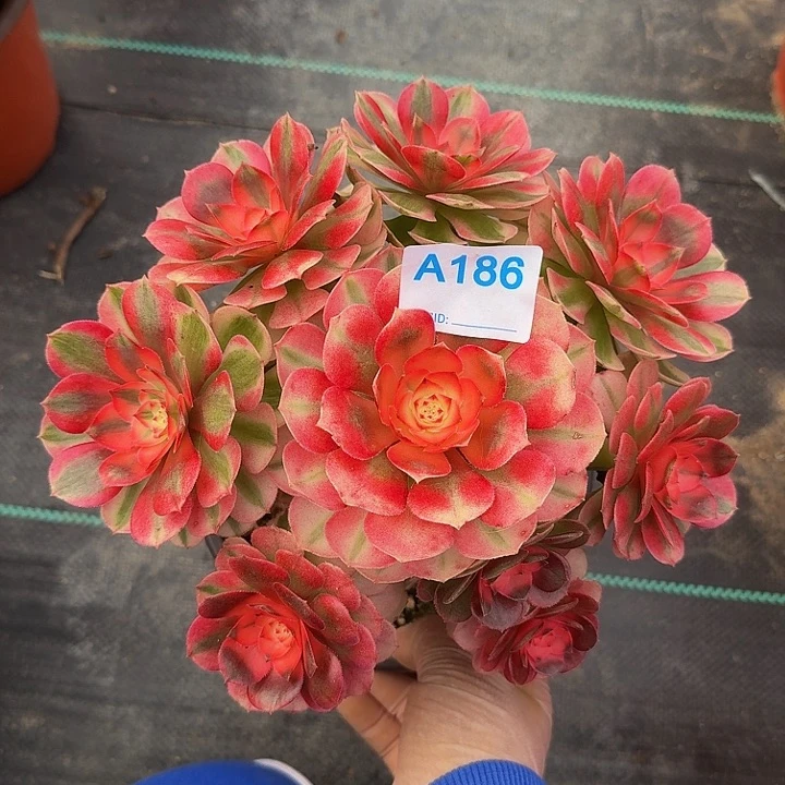 186荔枝3333冠服19.20左右