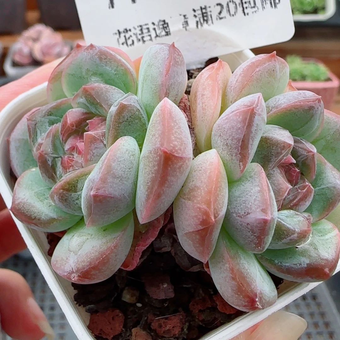 花语逸镜0923-71糖心