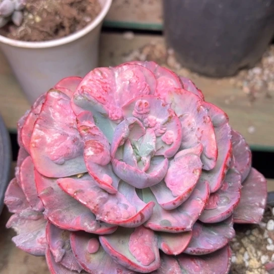 梦*多肉植物的植物