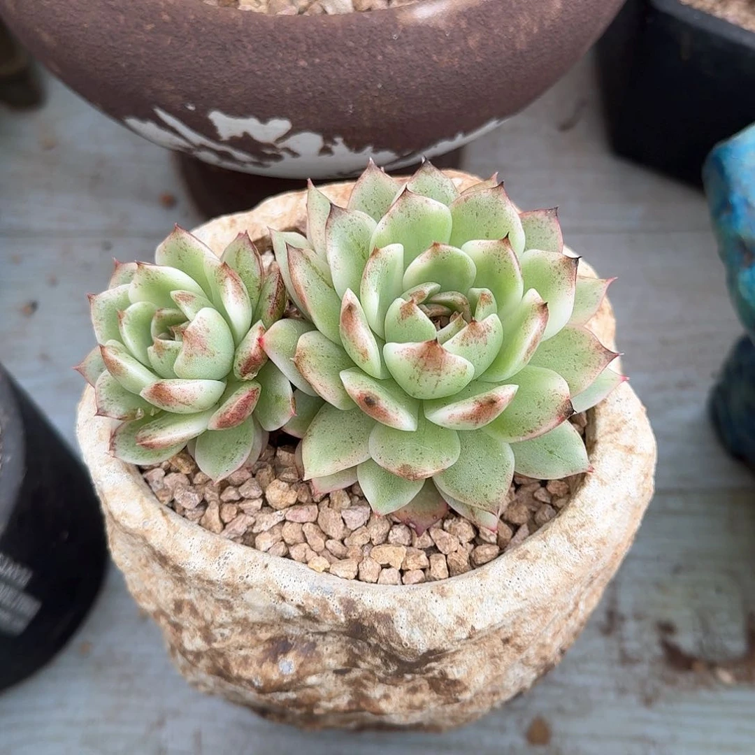 潇**族黑水晶锦多肉锦多肉