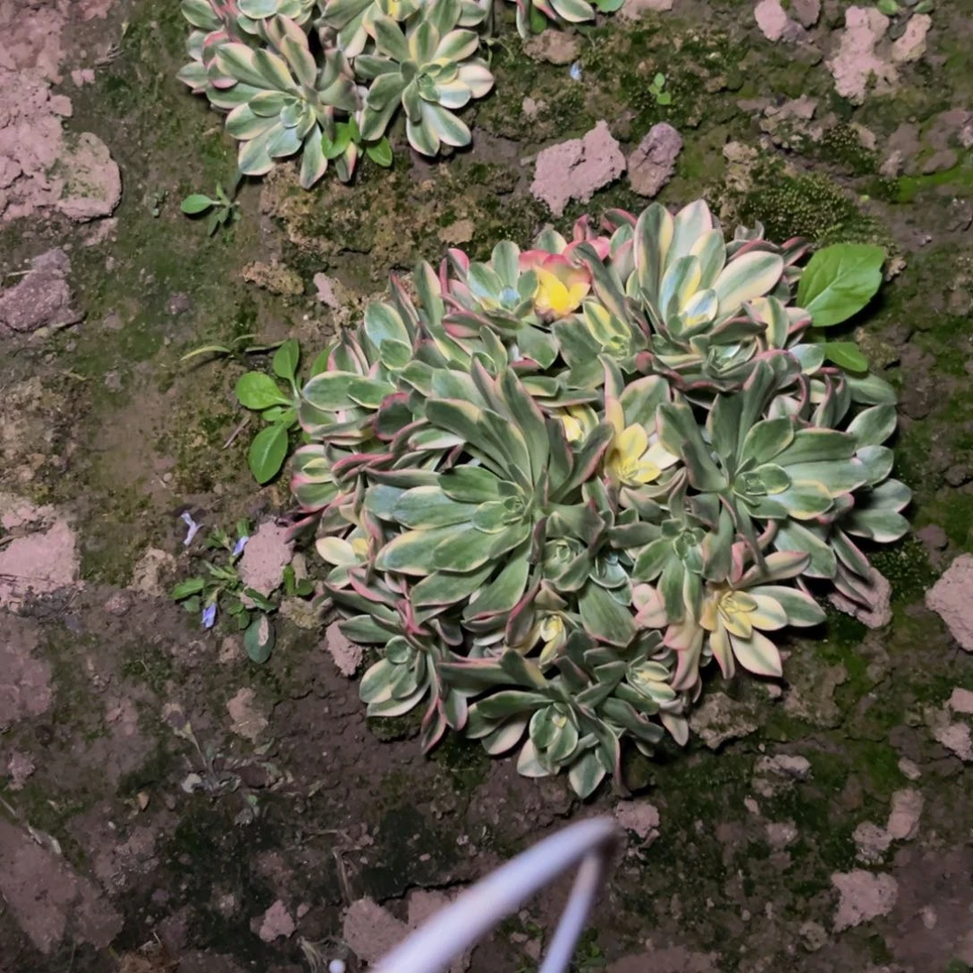 甜茶多肉植物捧花多肉植物捧花