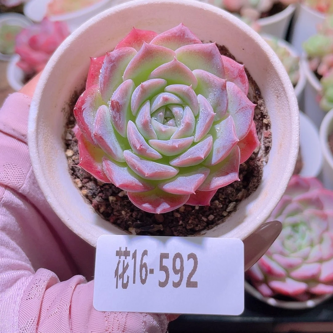 花利美16-592纯爱