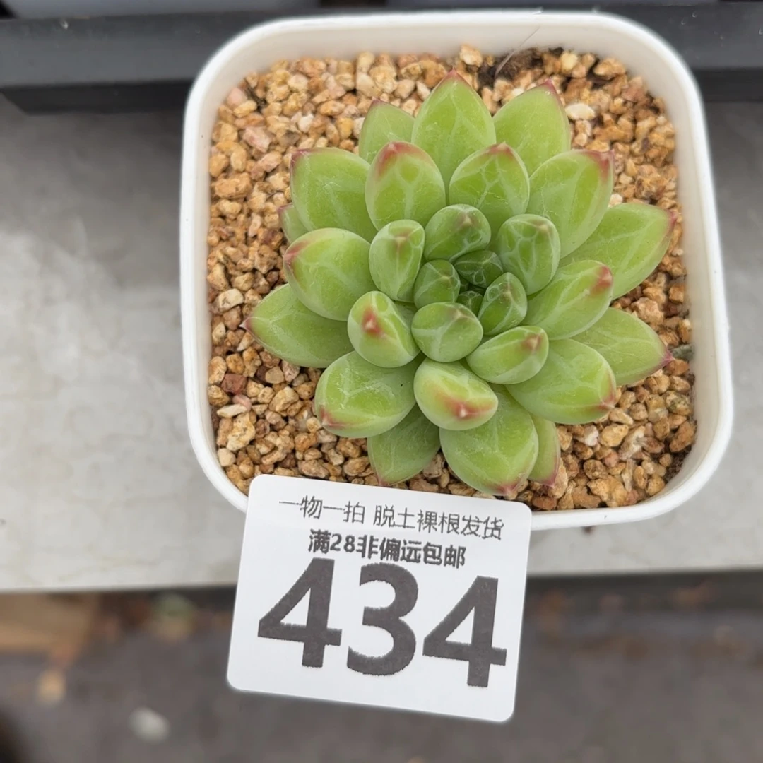 青花瓷单头无盆土发货