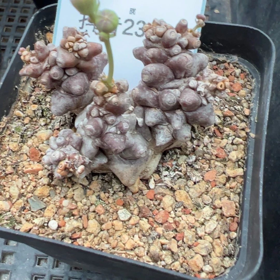 23-74肉锥多肉植物