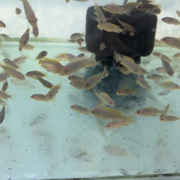海水鱼三湖慈鲷，热带淡水鱼