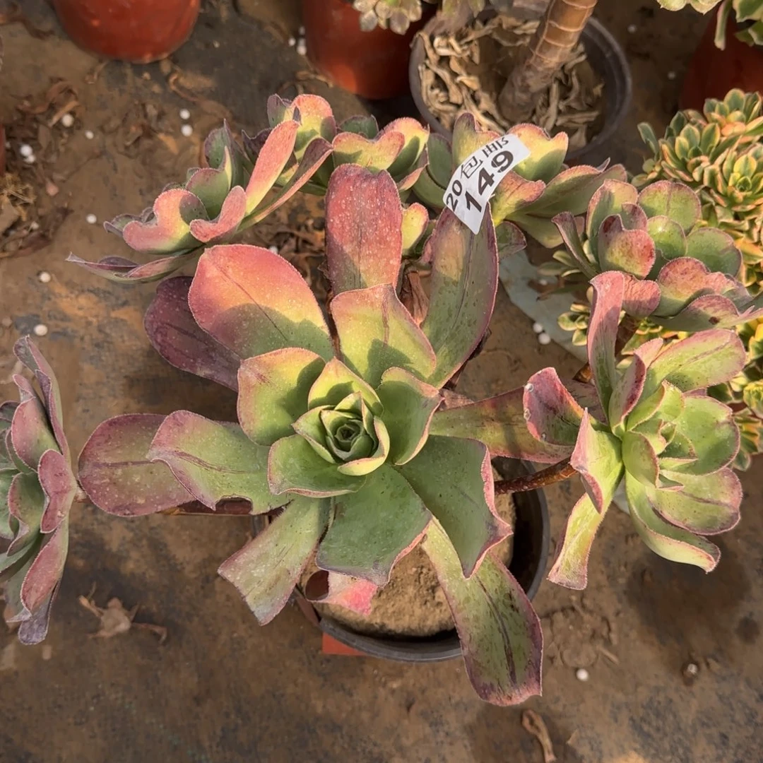 红富士瑕疵149满20包邮断枝不包