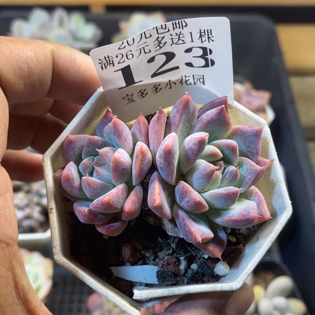 双头阿尔巴佳人一物一拍满20包邮满26多送一颗多肉