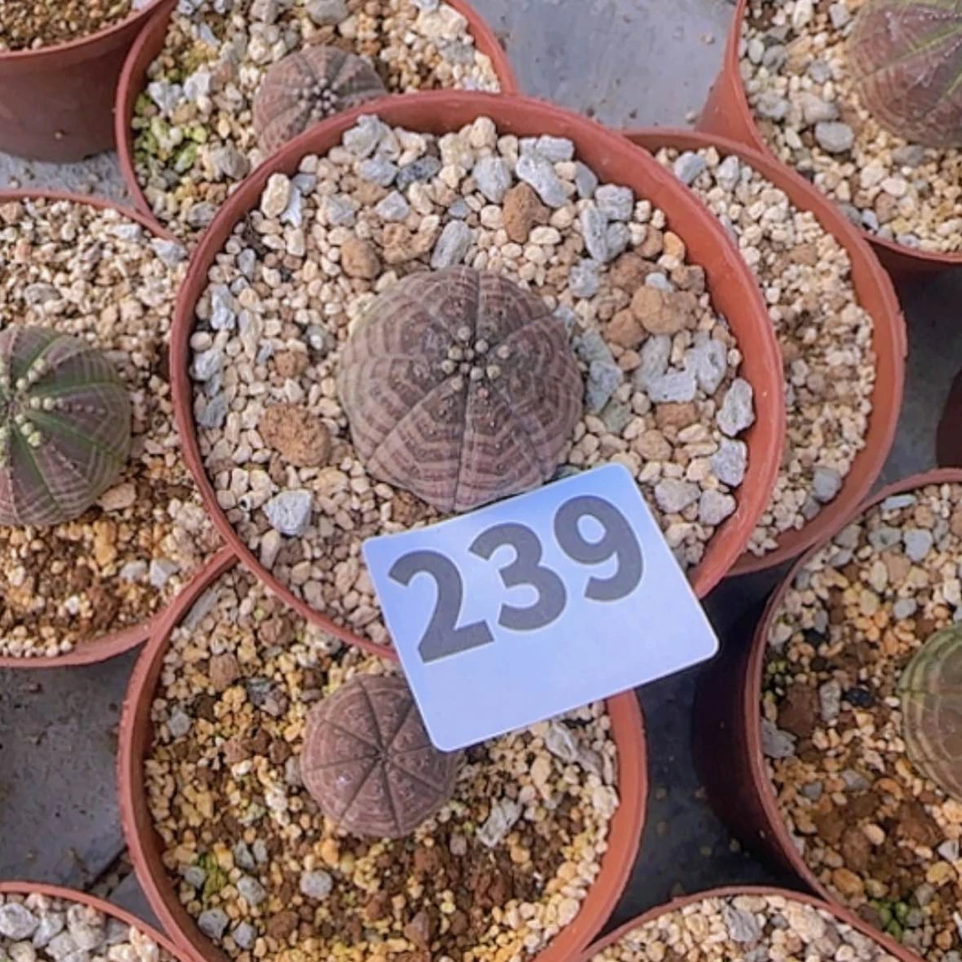 【闪购商品】?块根植物