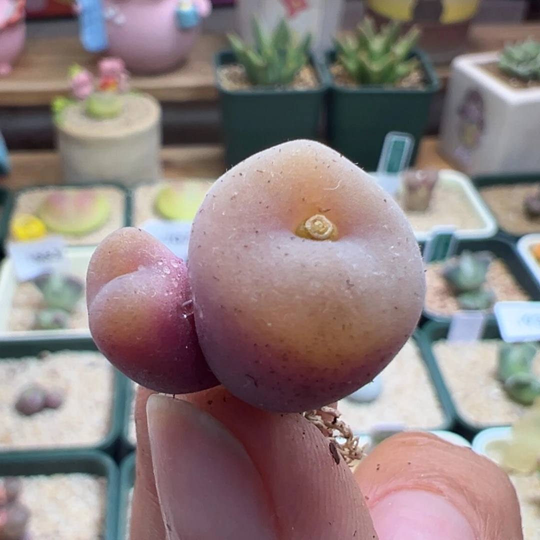 952。青蛙种源园艺空卡佛