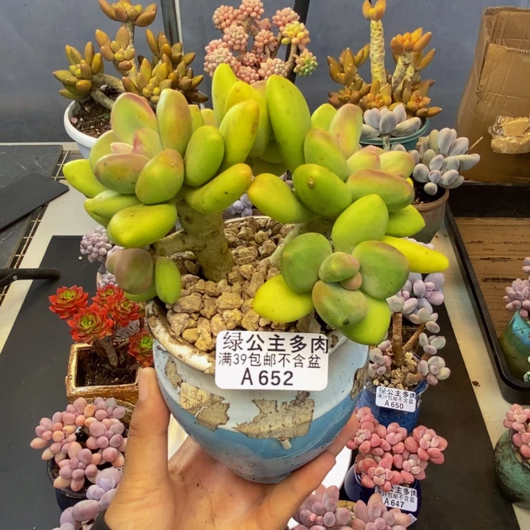 652芒果奶多肉11c m