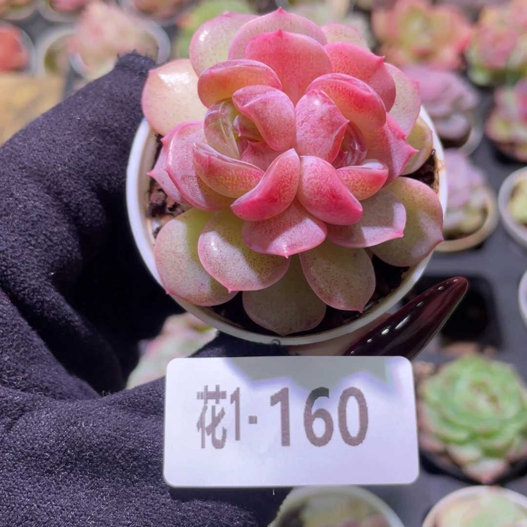 花利美1-160新品双心