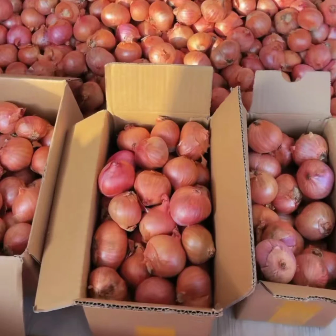 GS【净重5斤】2025年新鲜正宗精选小毛葱产地直发5斤  笨毛葱