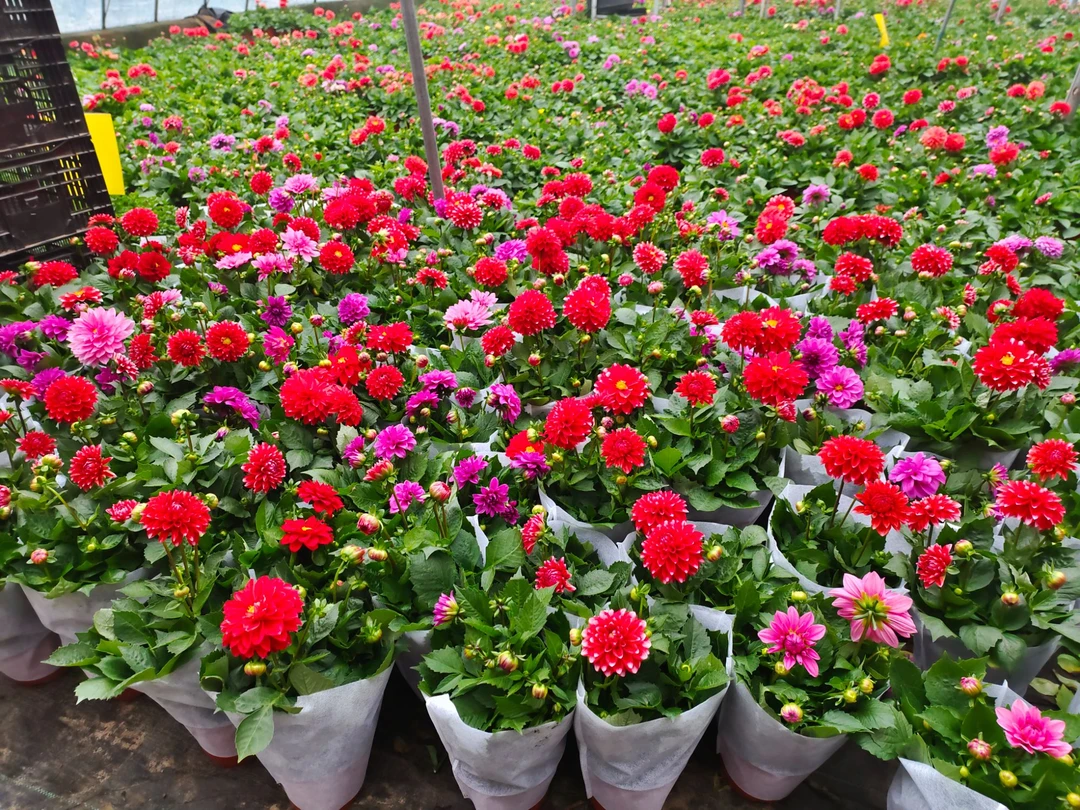 一物一拍专属链接 两盆精品大花小丽花 喜欢扣尾号 带盆带土发货