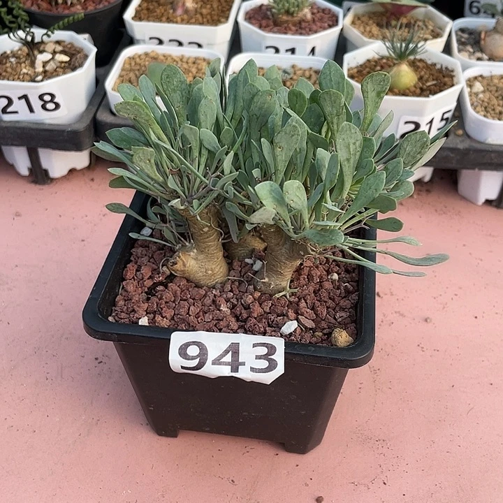 943黑鬼殿厚墩菊，