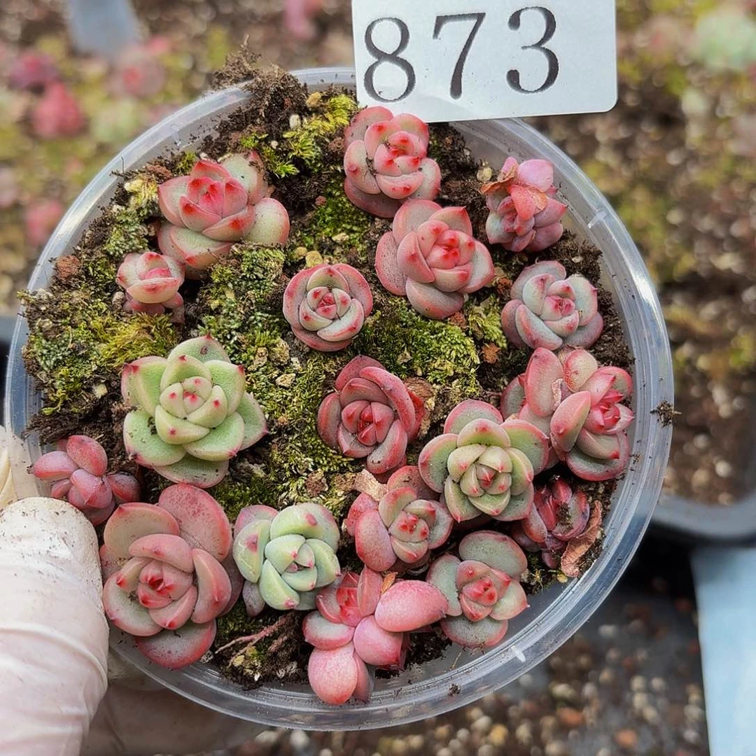 多肉植物多肉植物873