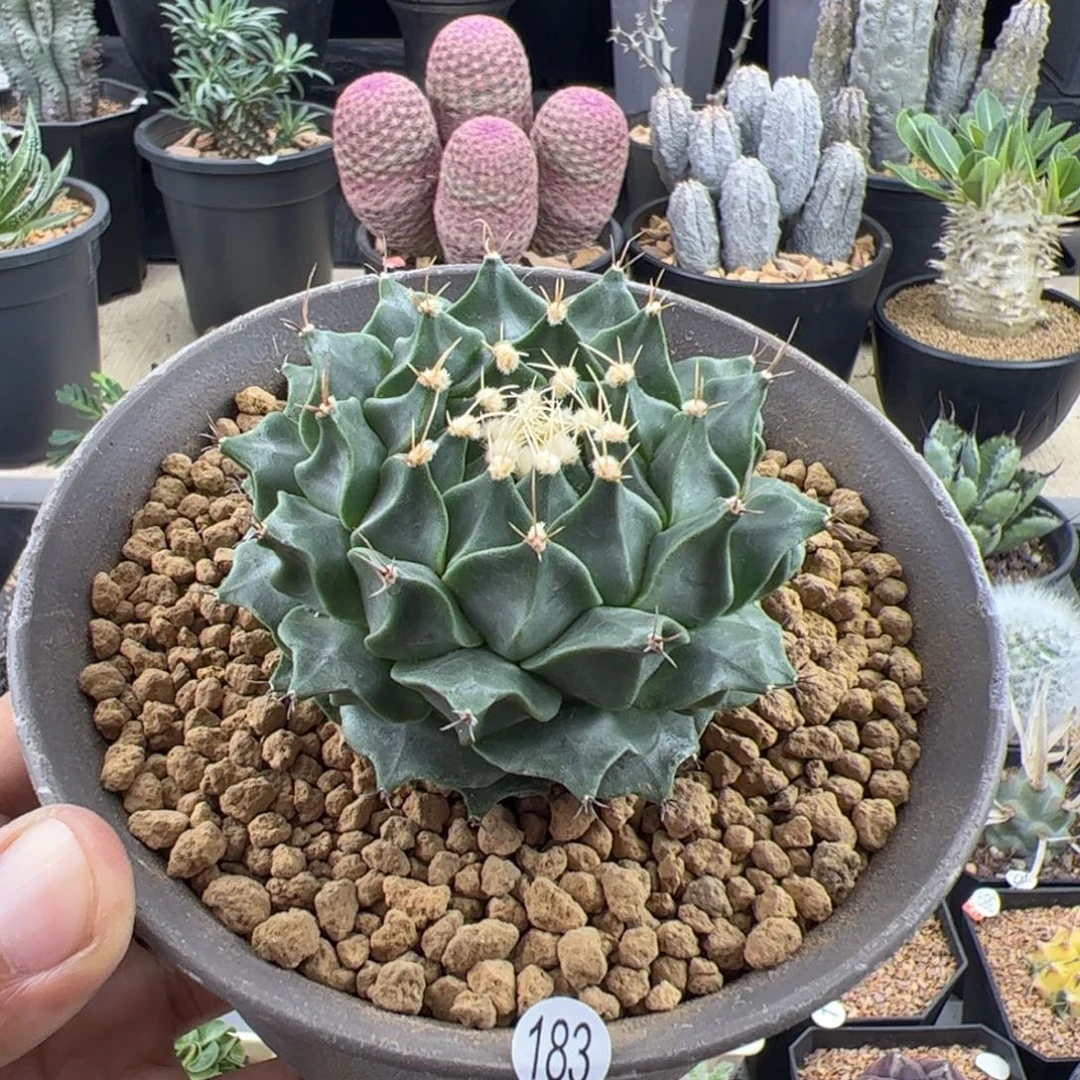 帝冠实生7.5一物一拍默认脱土发