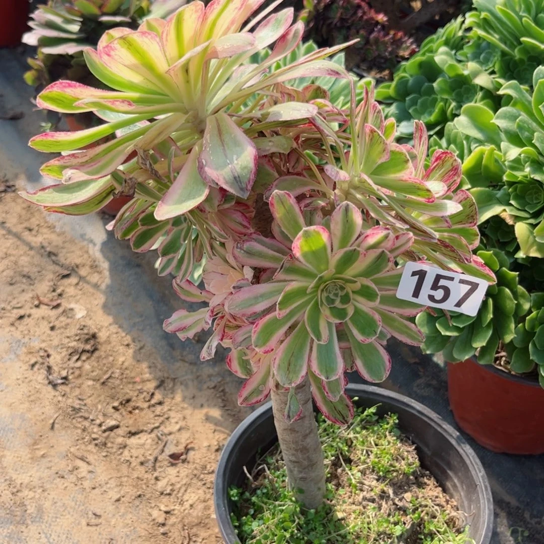 晶*?157微锦锦多肉植物