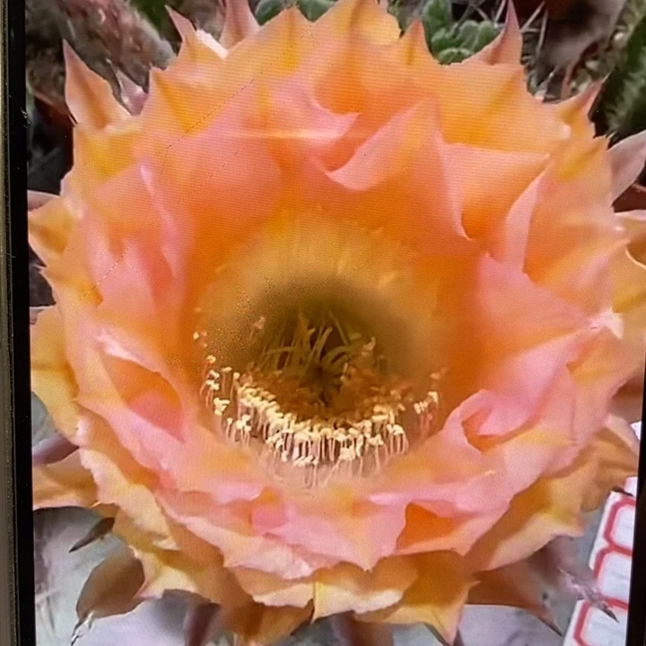 香香2526号侧芽4公分左右