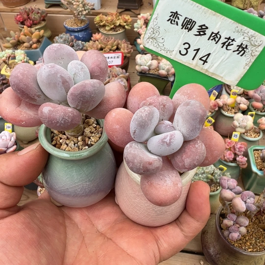 咸***头314达摩奶老桩00000