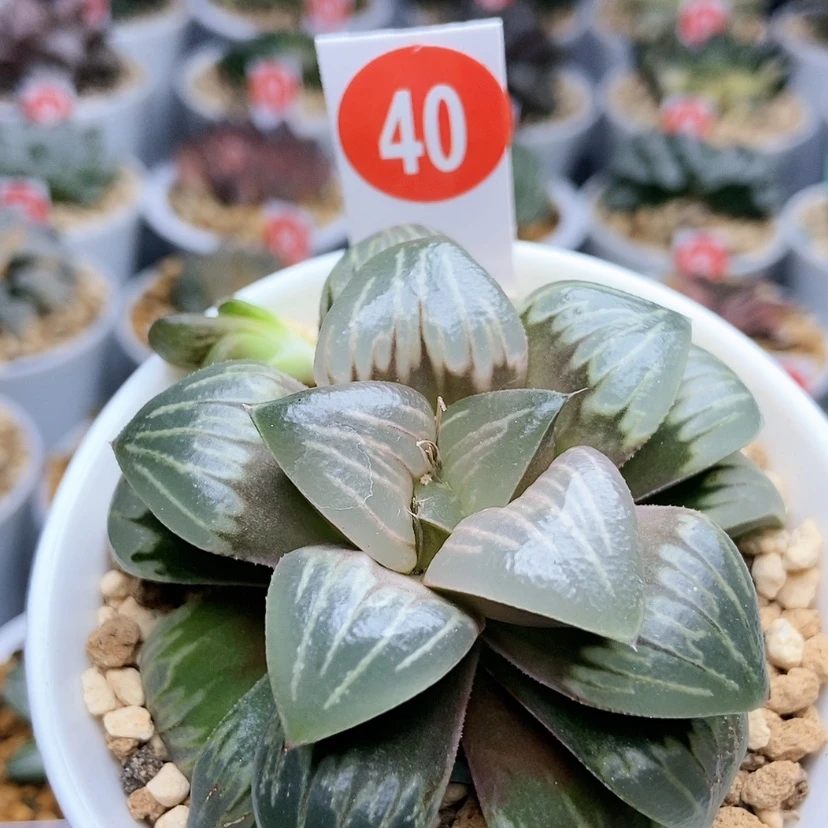 【闪购商品】40白美人