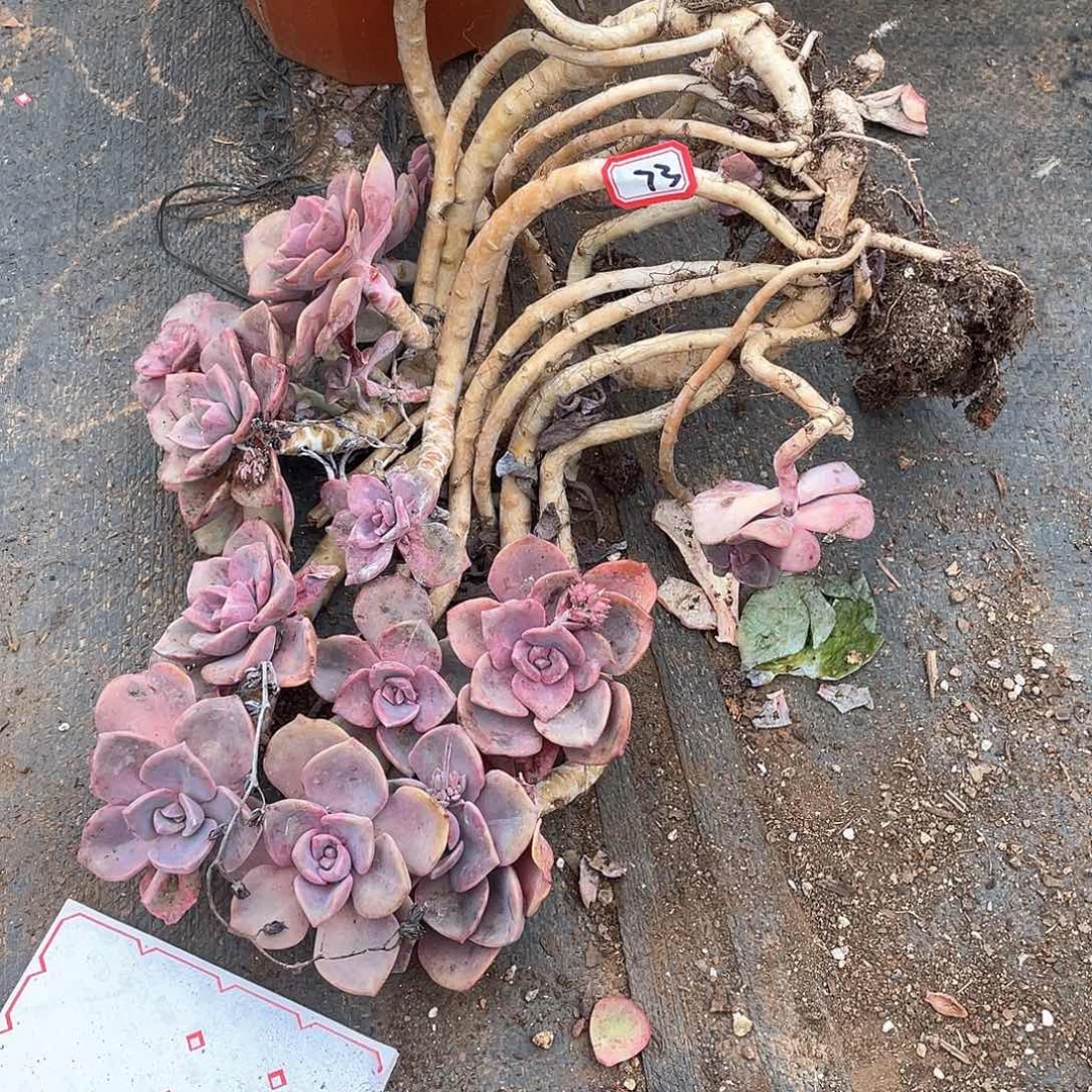 73彩虹糖 一物一拍多肉