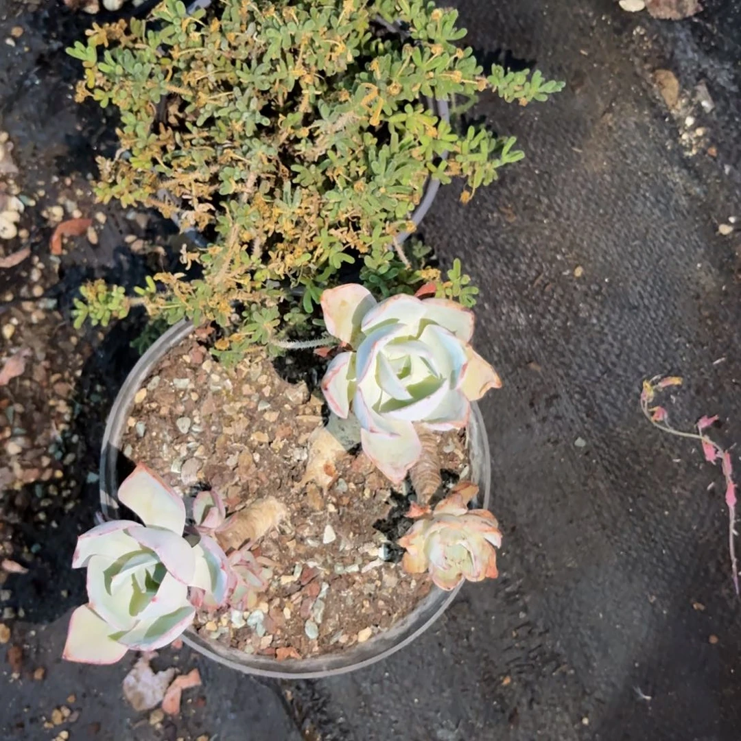 静***开白凤 反省啊啊啊