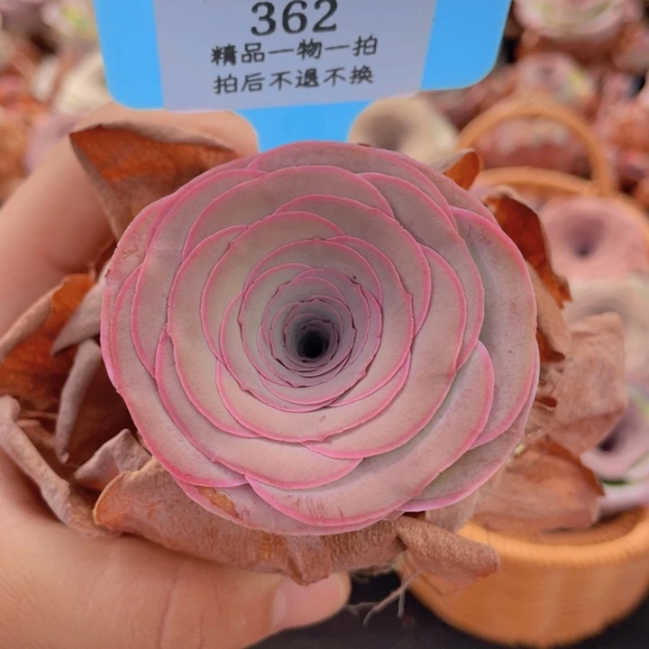 山地玫瑰362裸根发货不售后